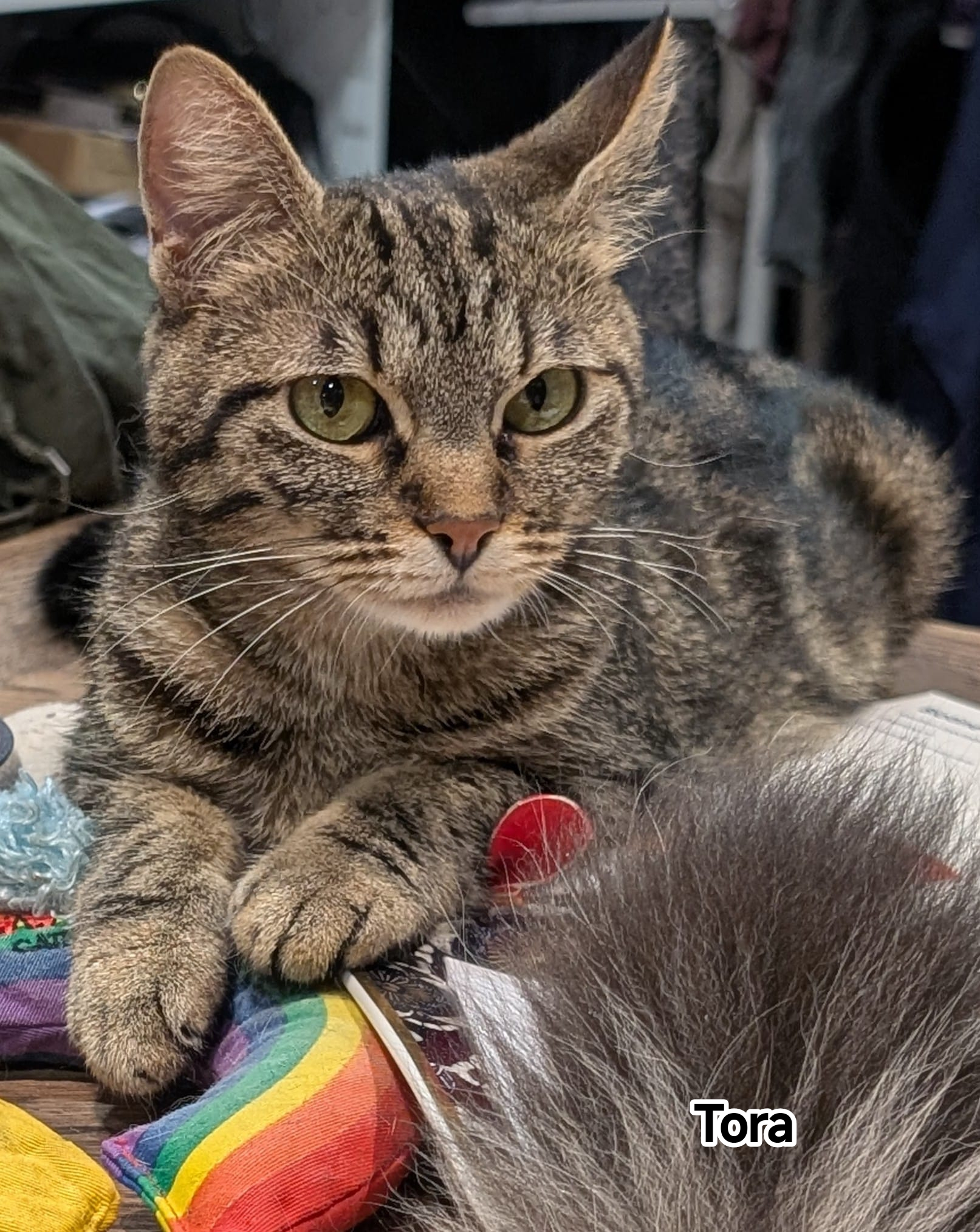 TORA