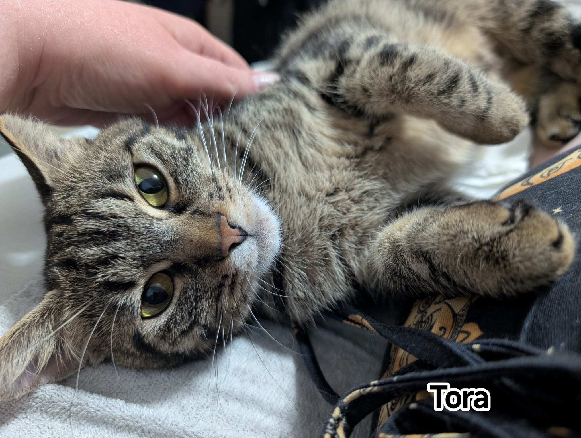 TORA
