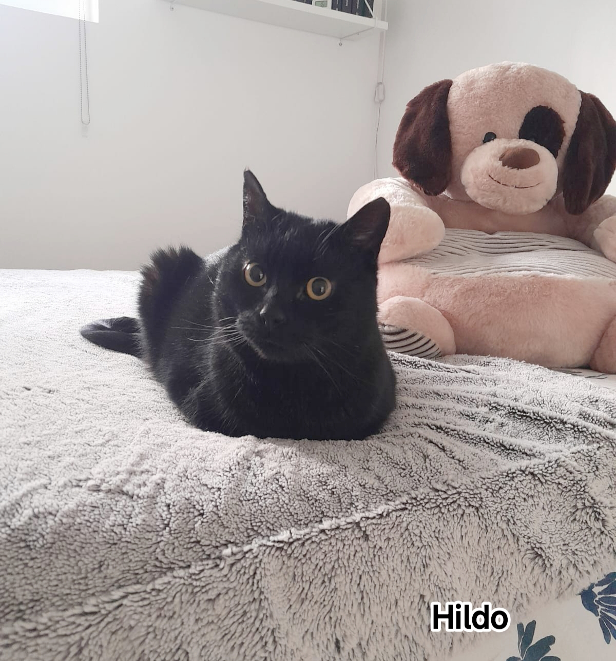 HILDO