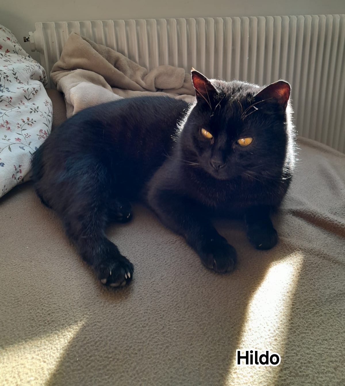 HILDO