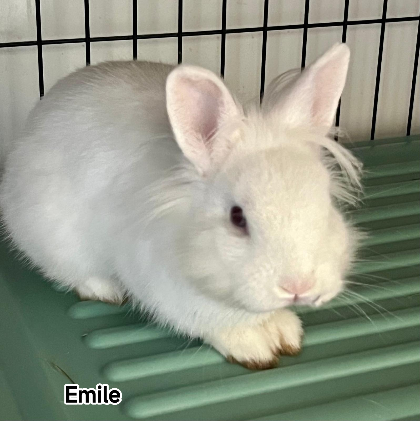 EMILE