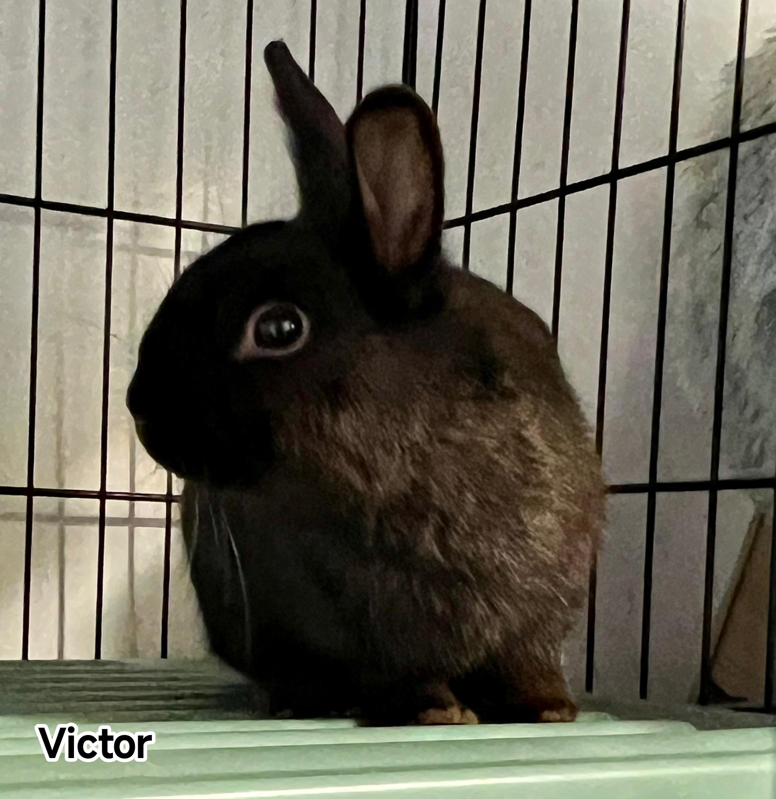 VICTOR