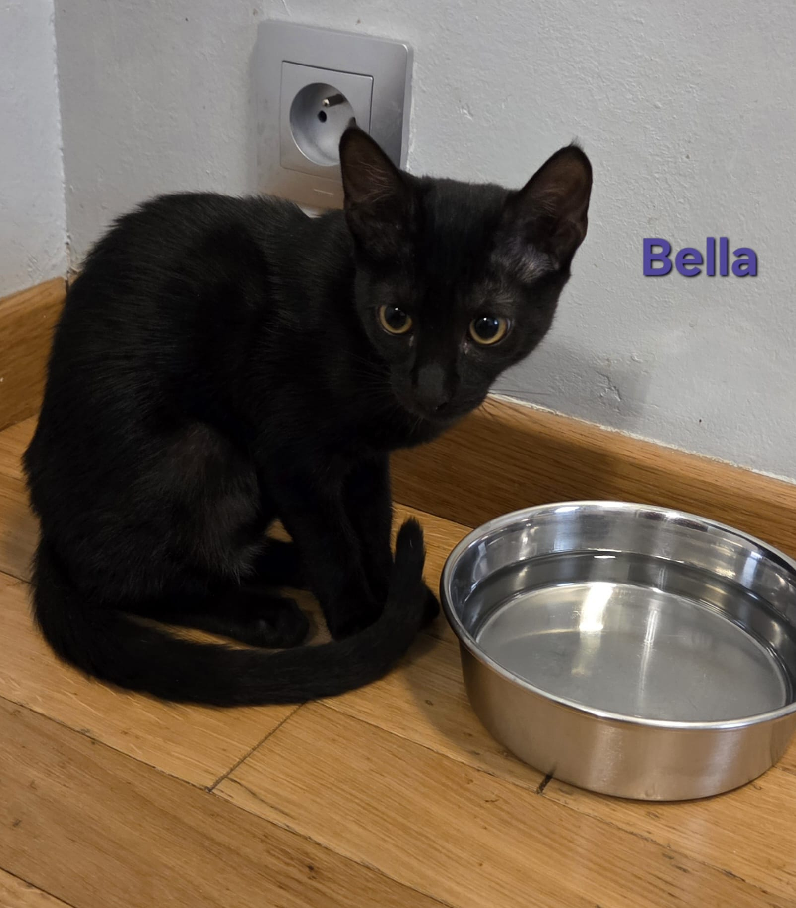 BELLA