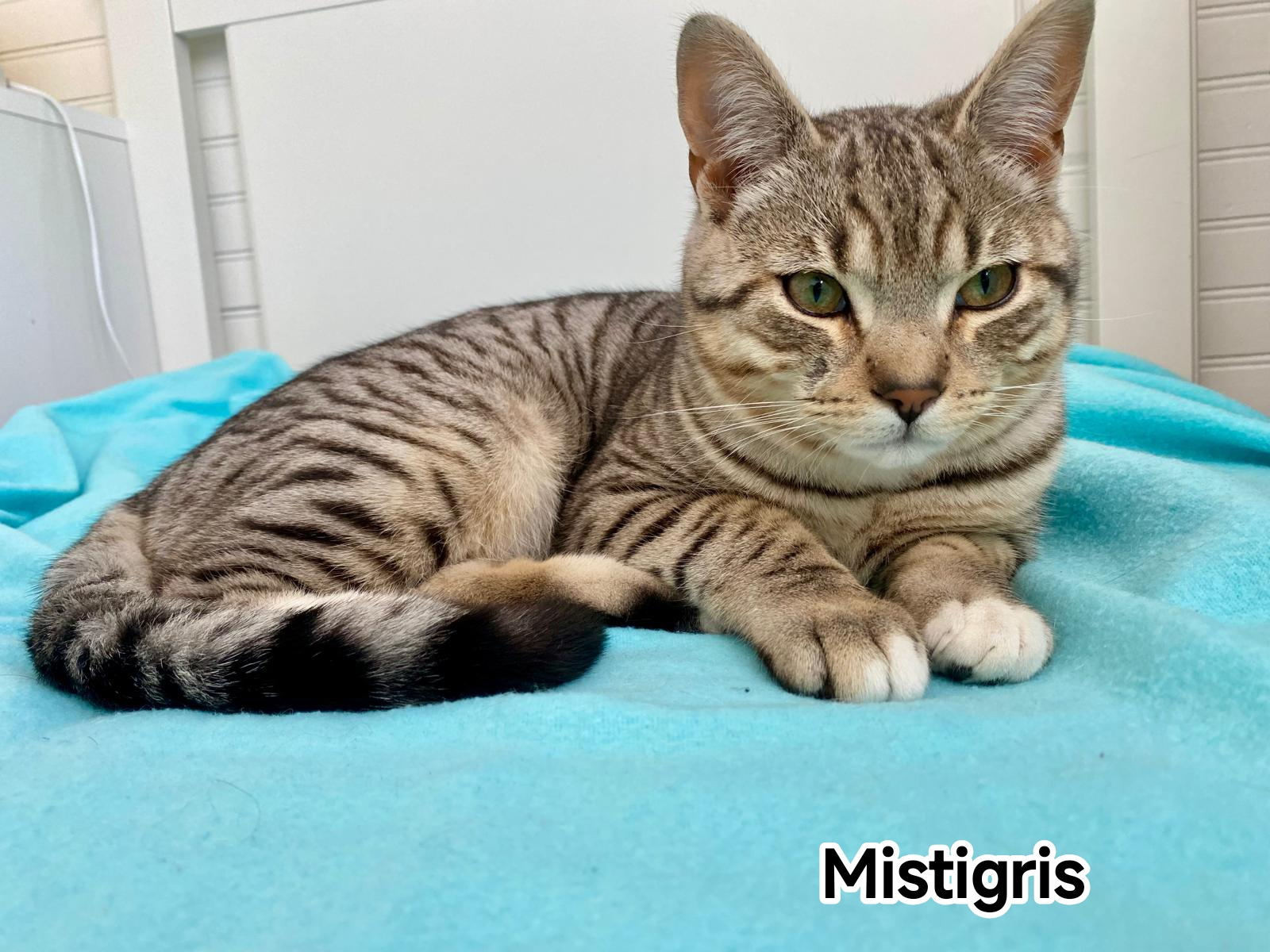 MISTIGRIS
