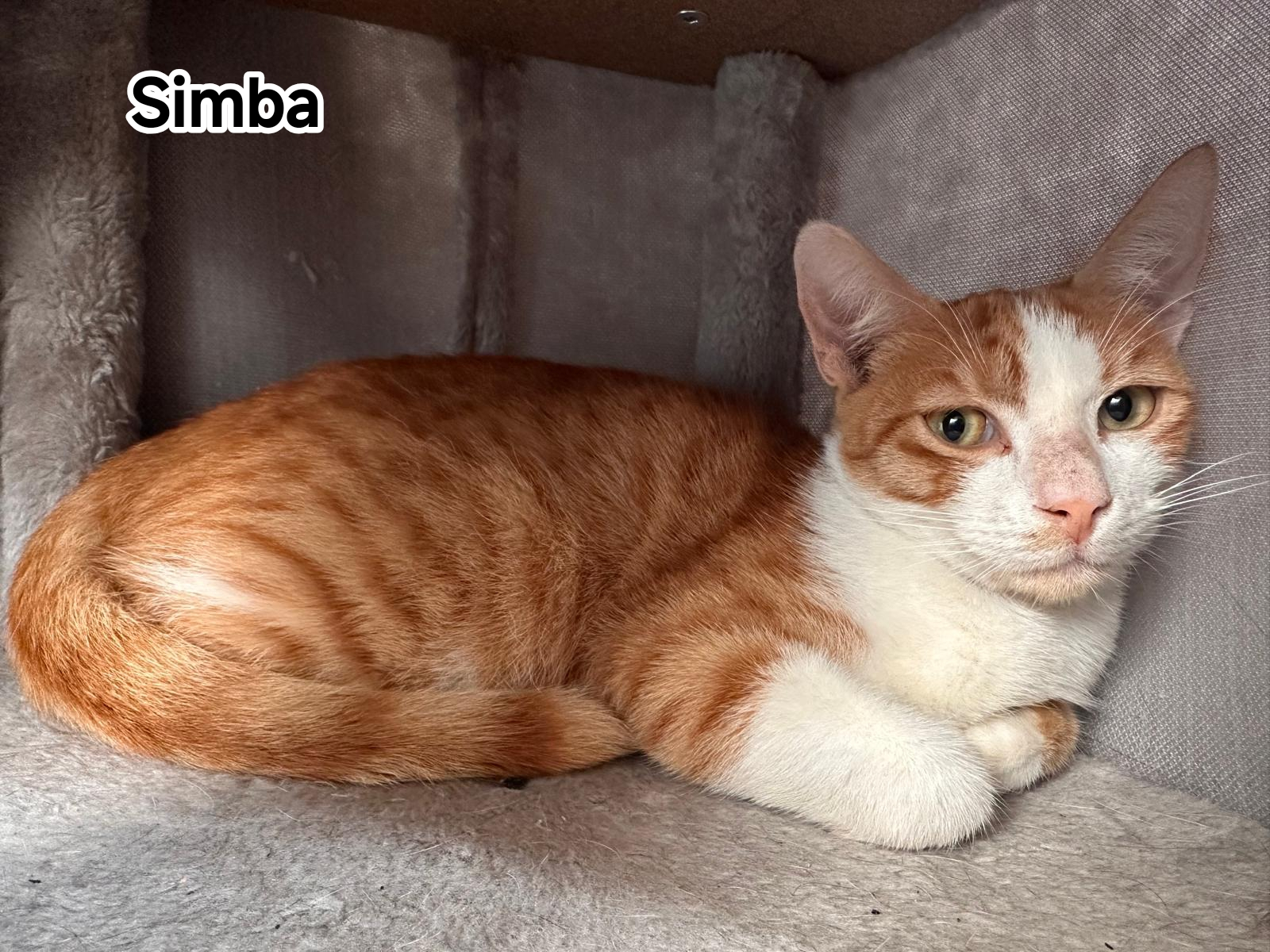 SIMBA