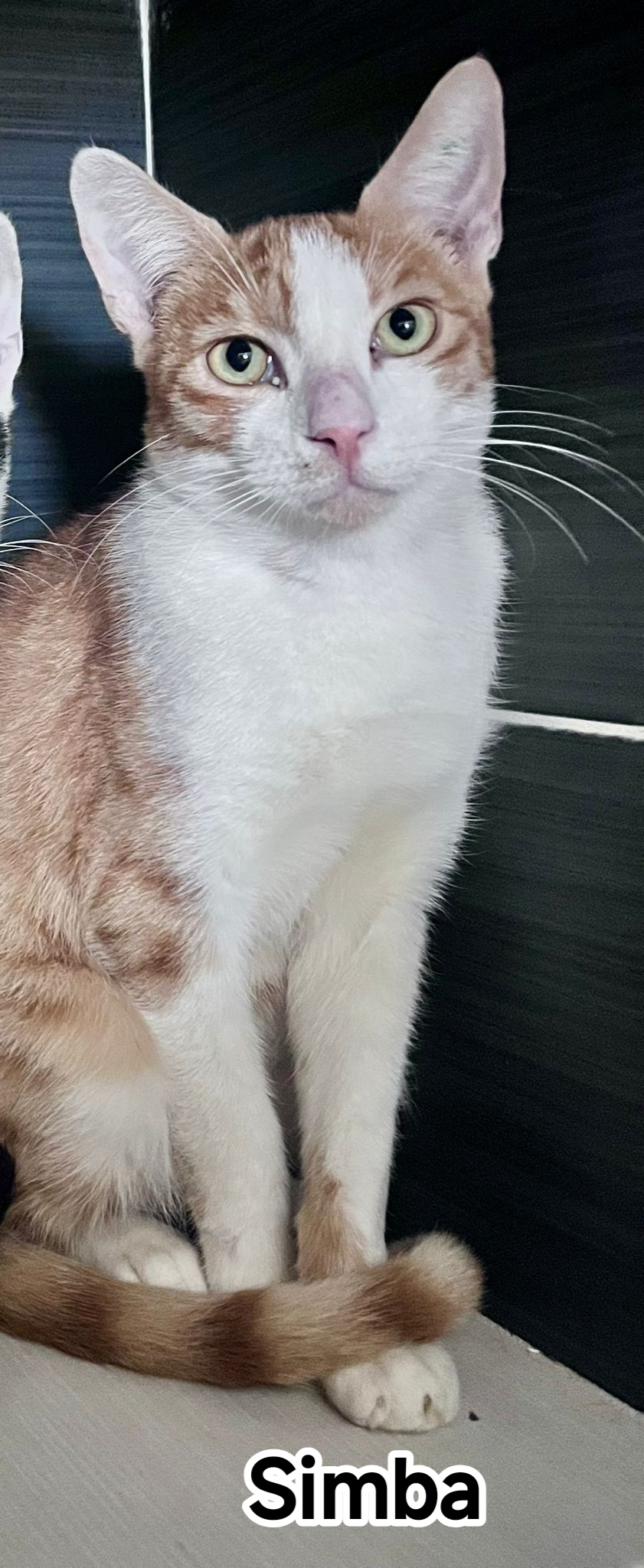 SIMBA