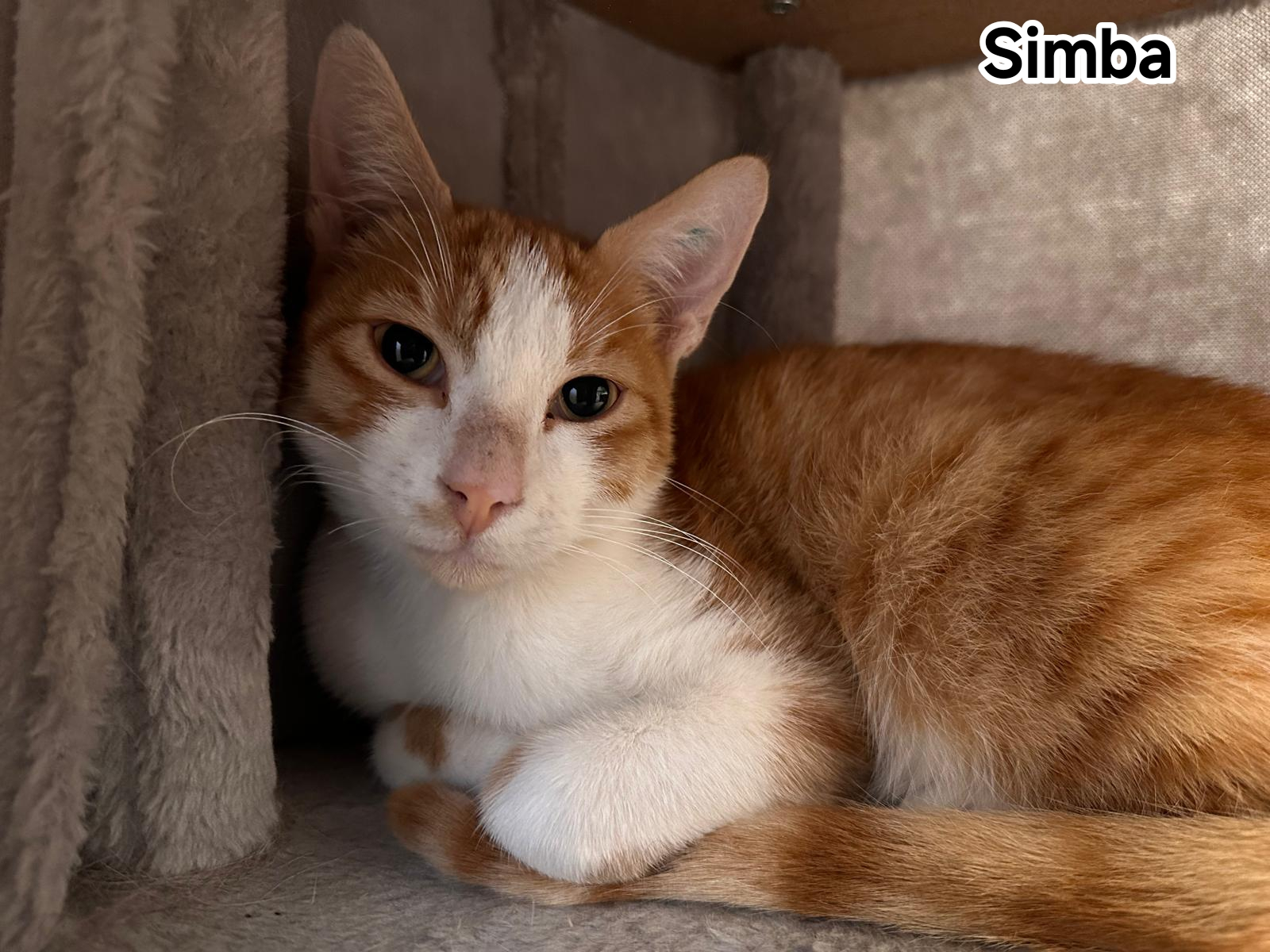 SIMBA