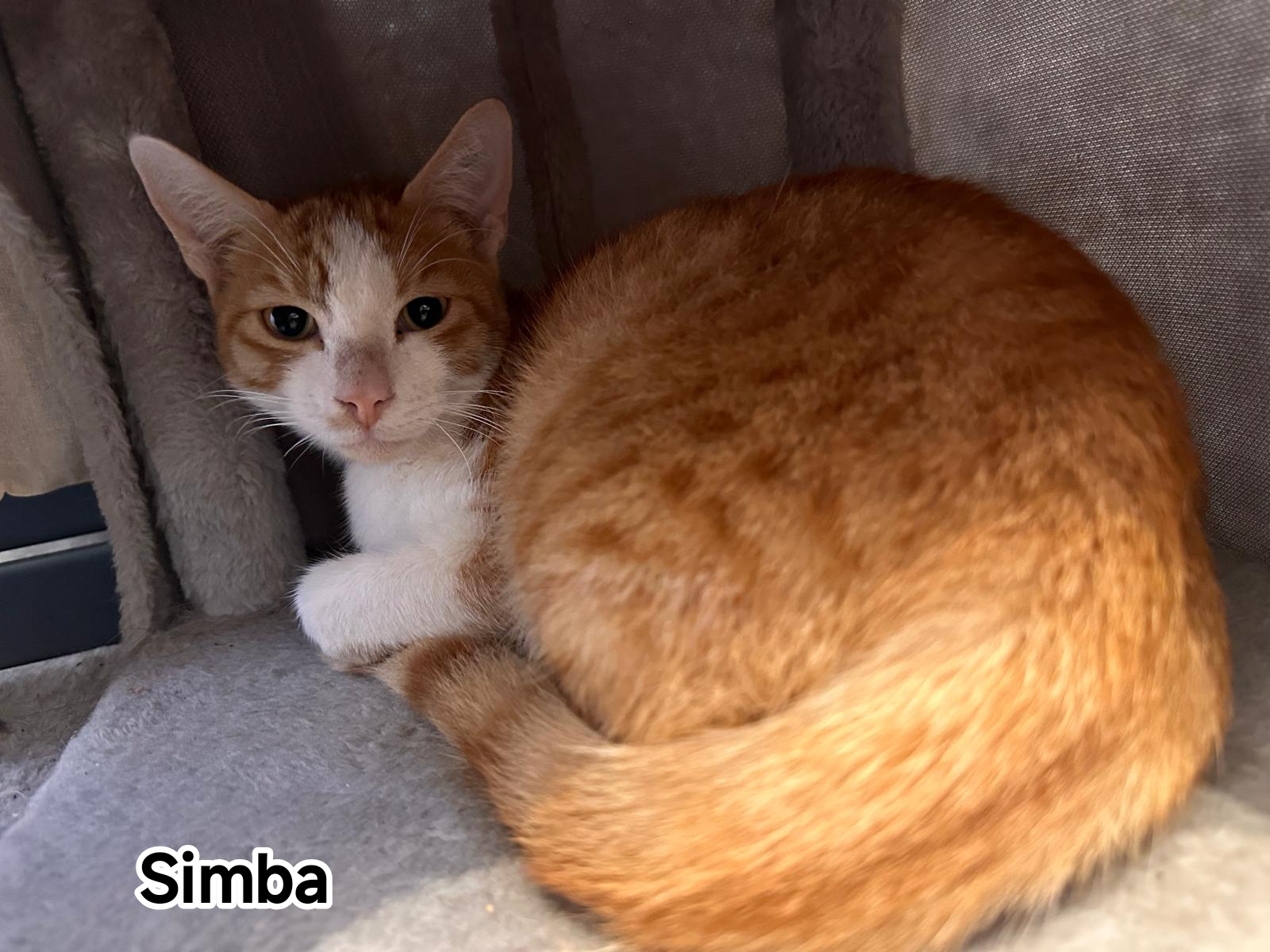 SIMBA