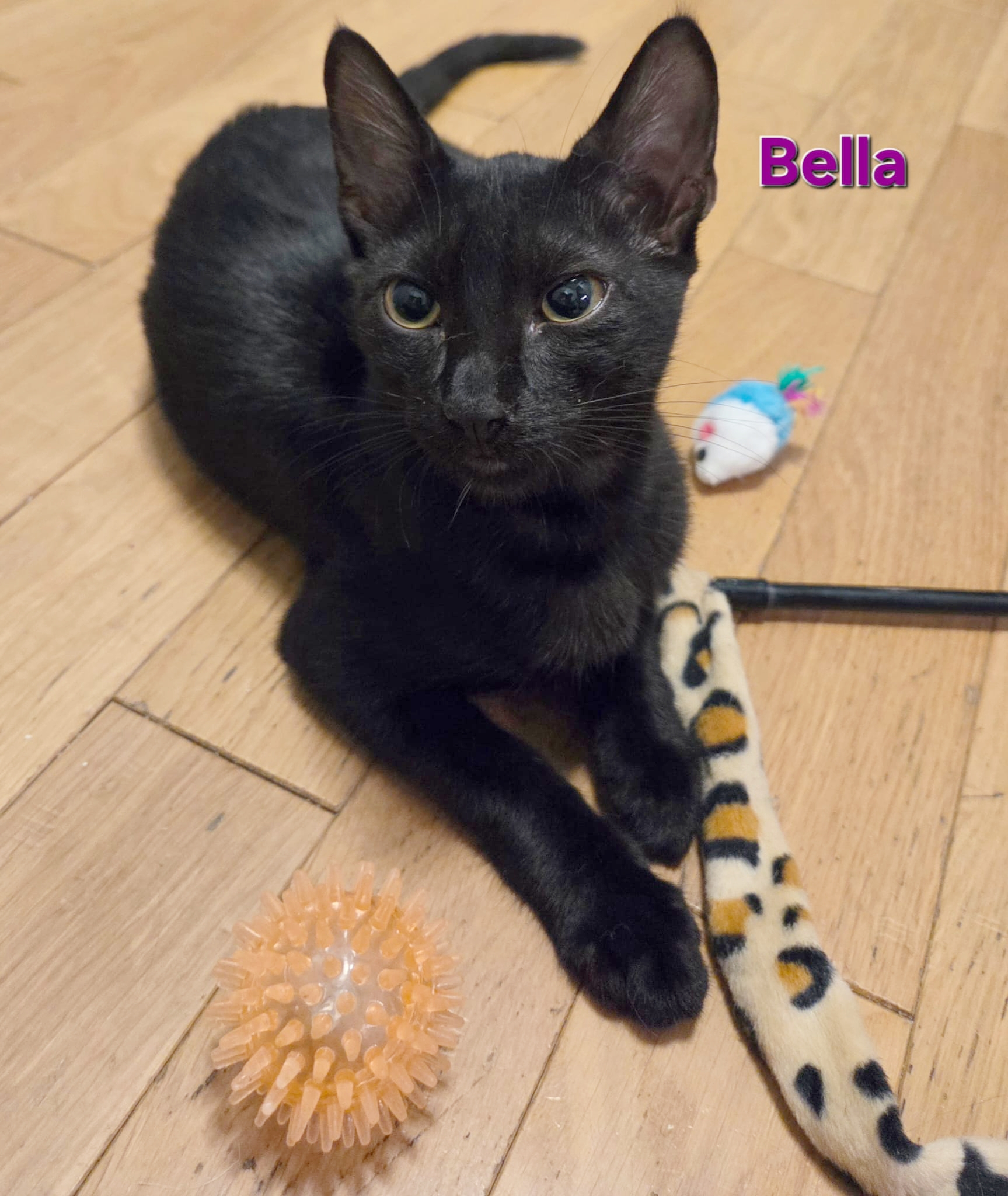 BELLA