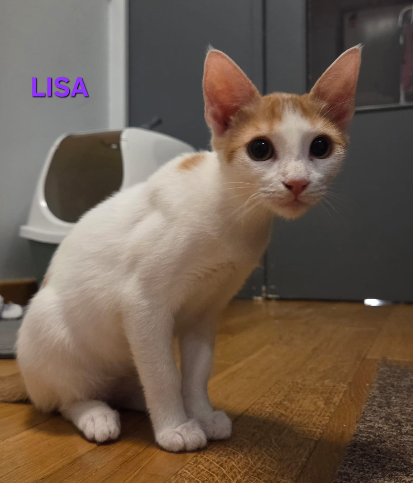 LISA