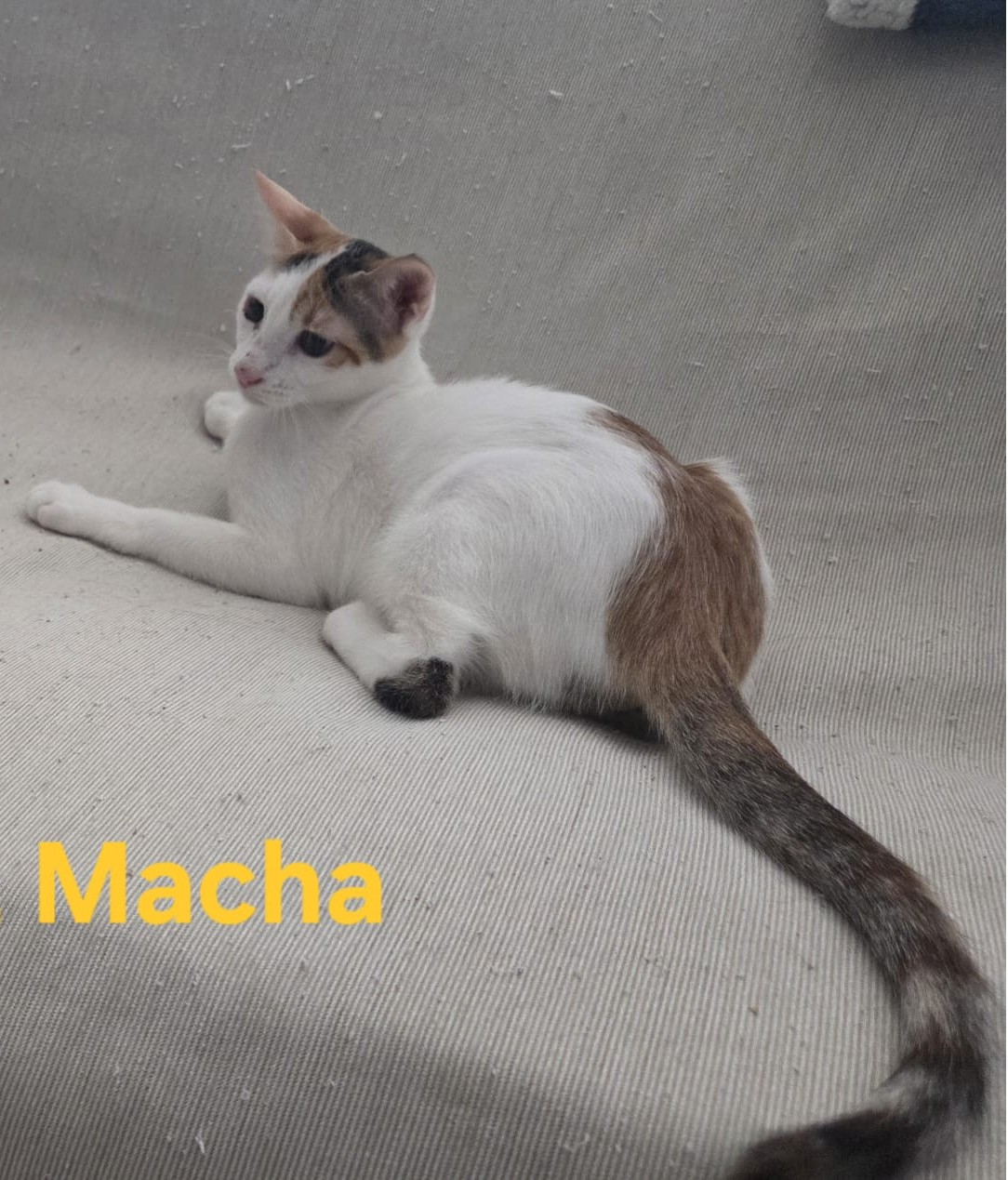 MACHA