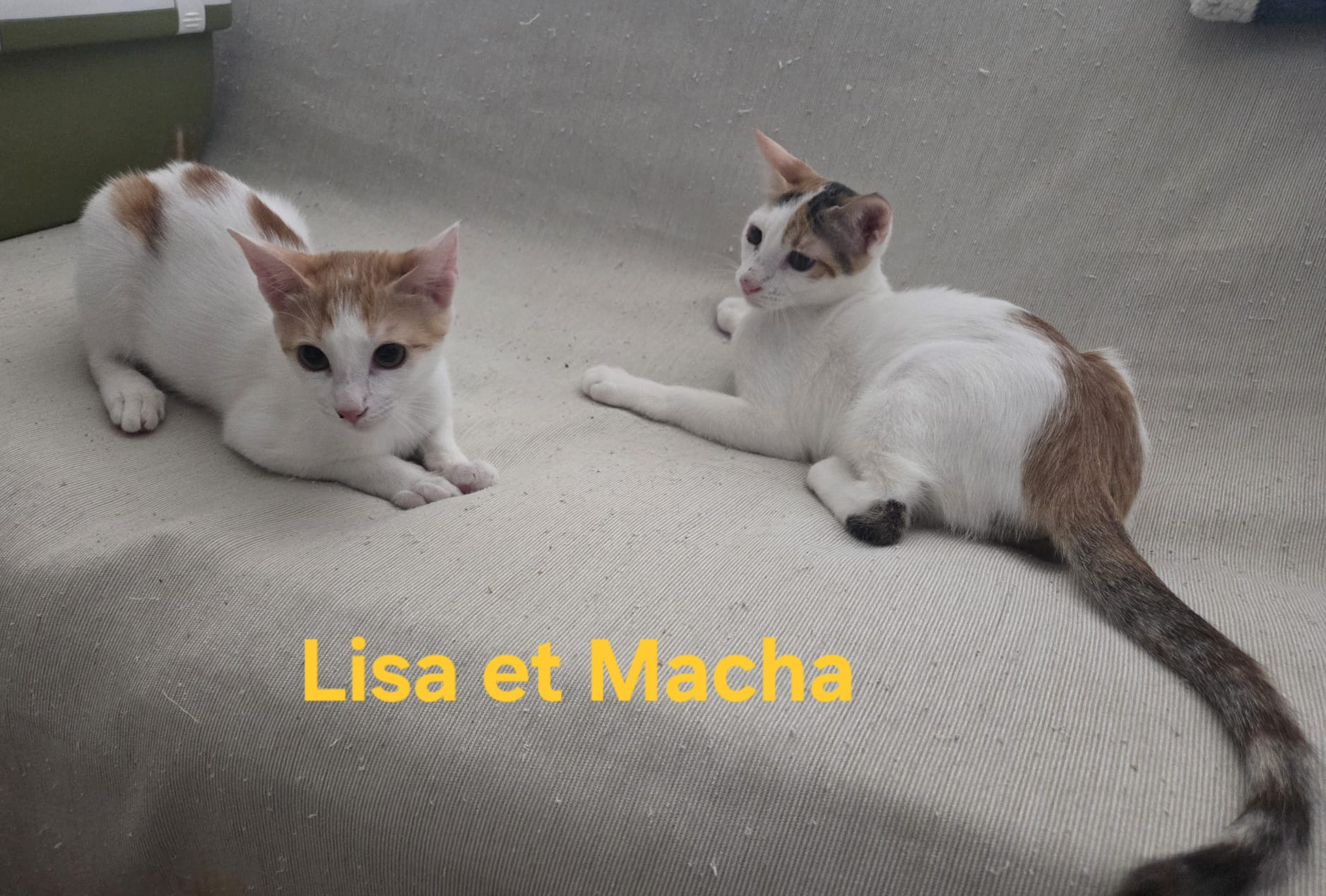 MACHA
