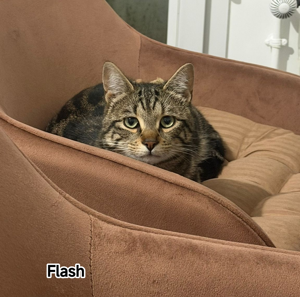 FLASH