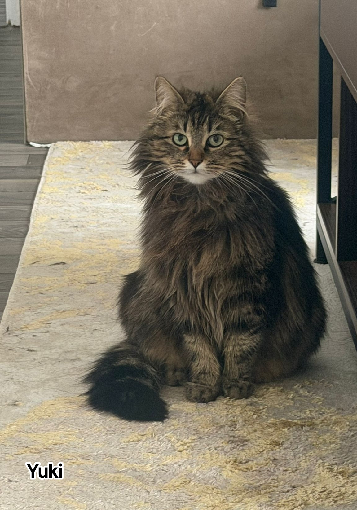 YUKI