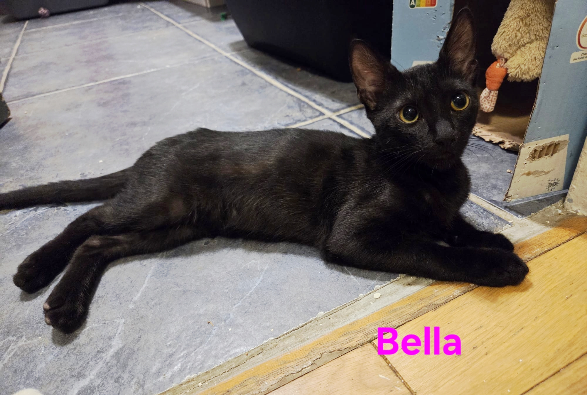 BELLA