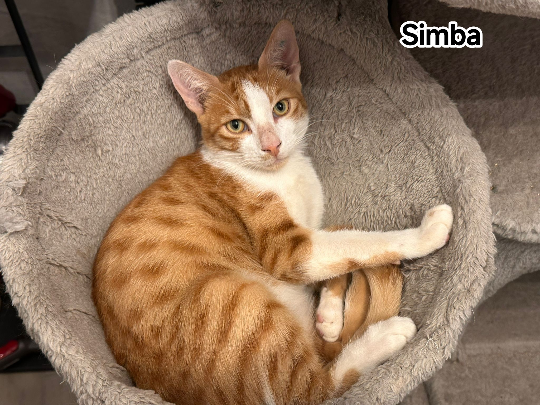 SIMBA