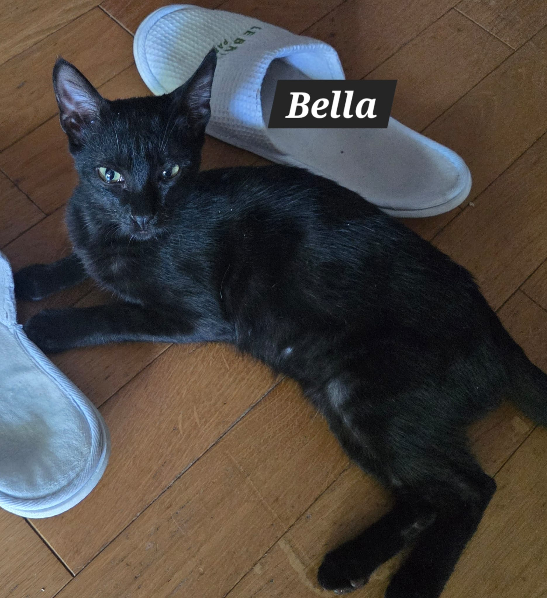 BELLA