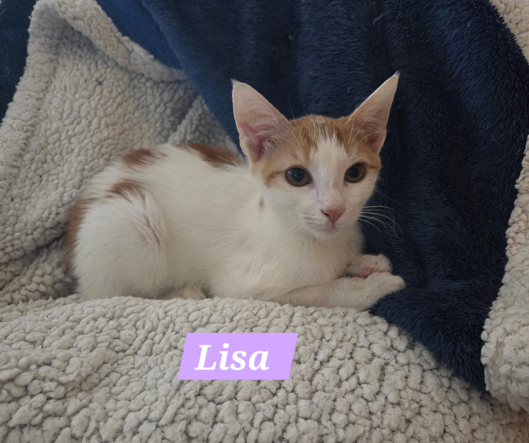 LISA