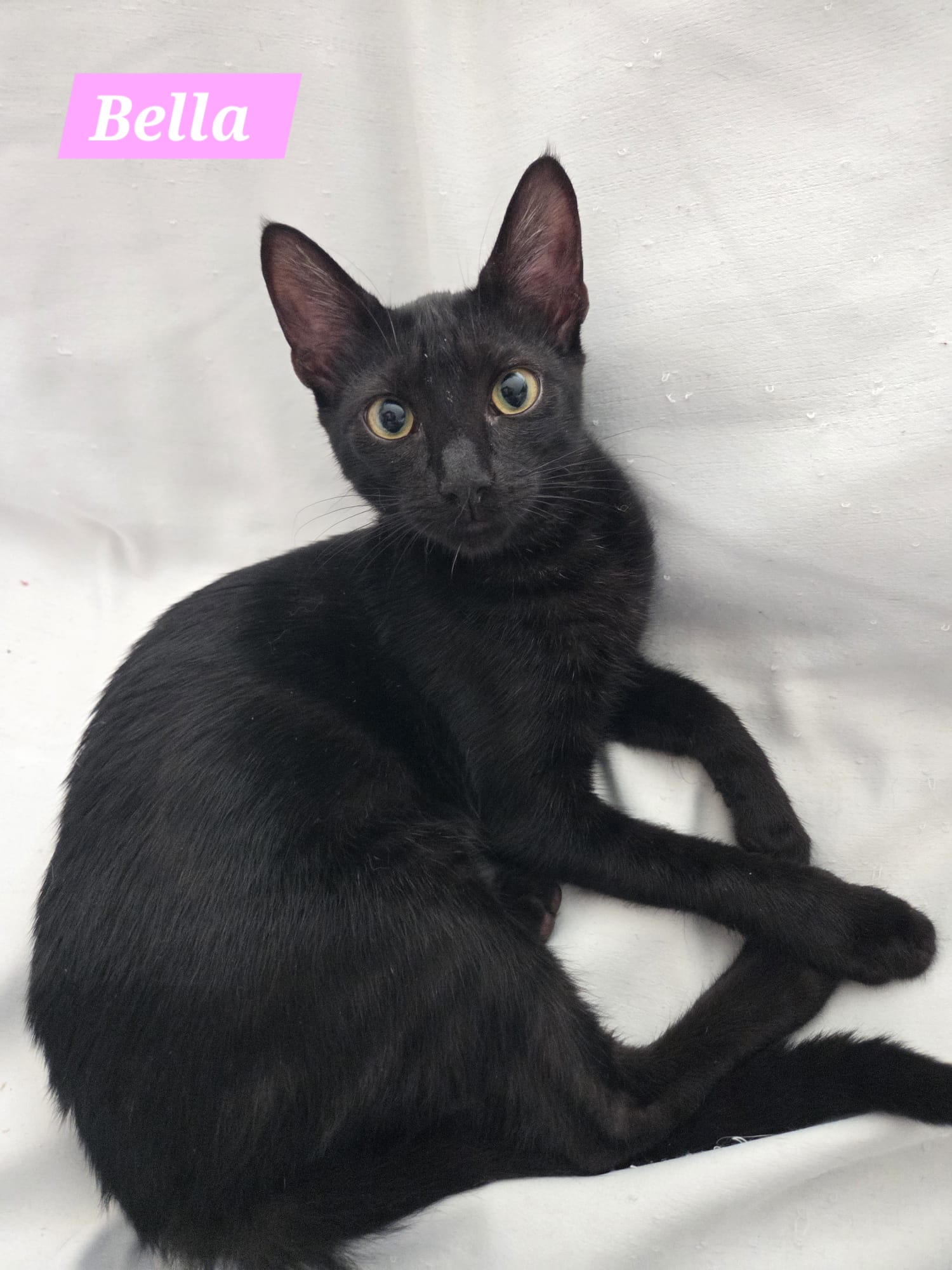 BELLA