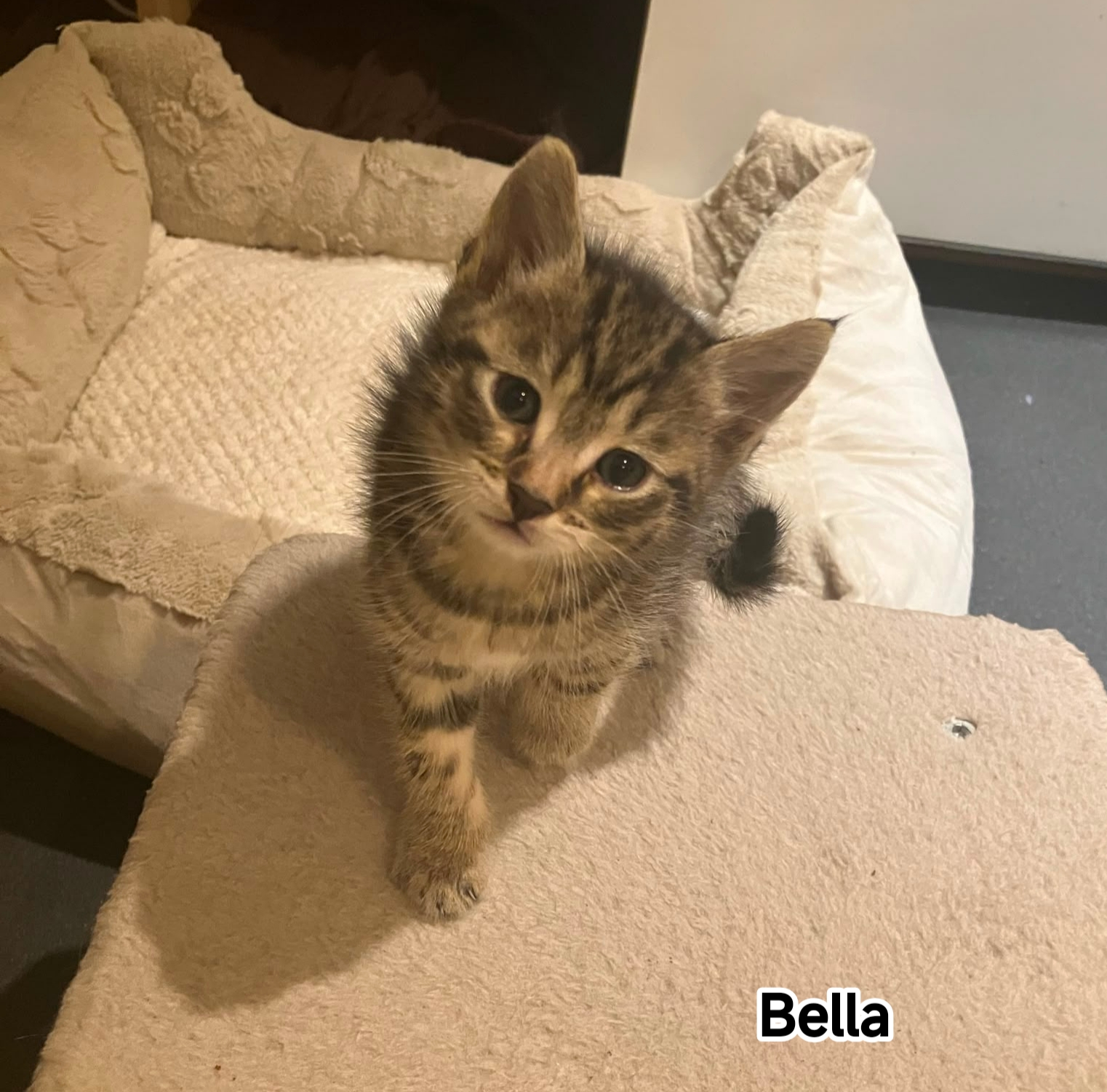 BELLA