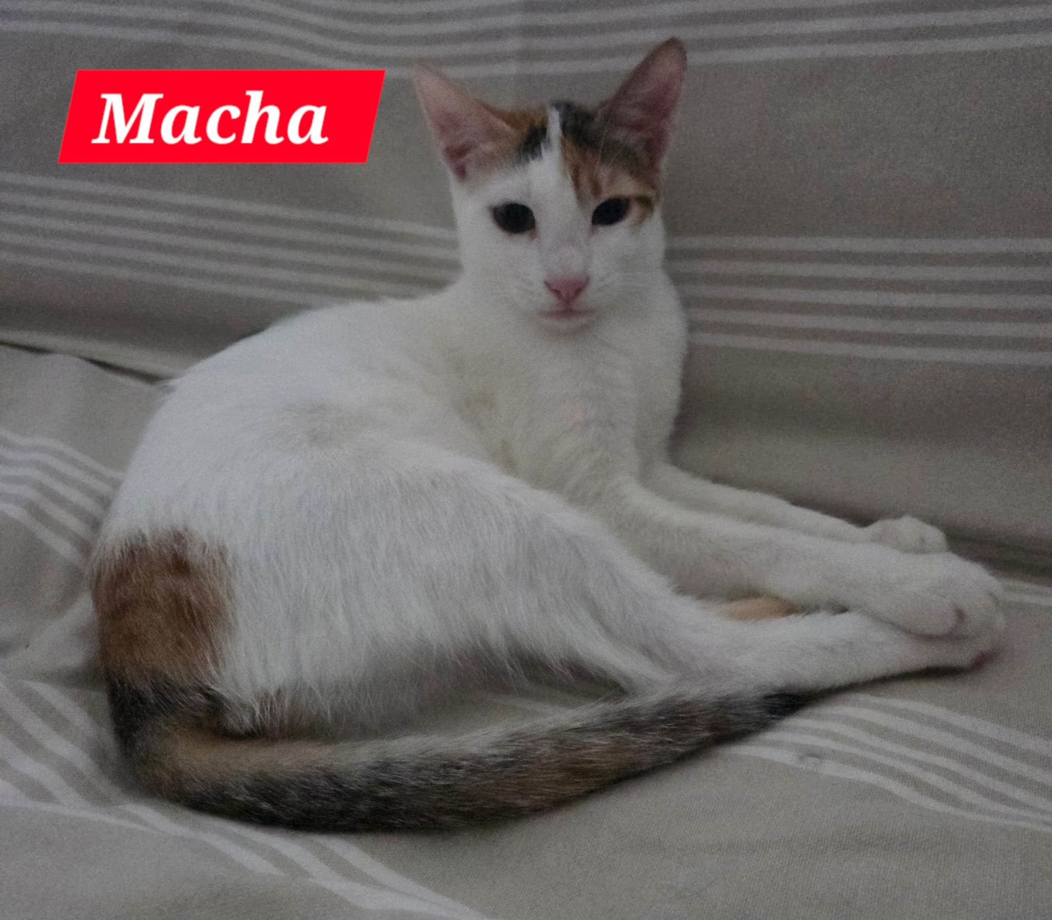 MACHA