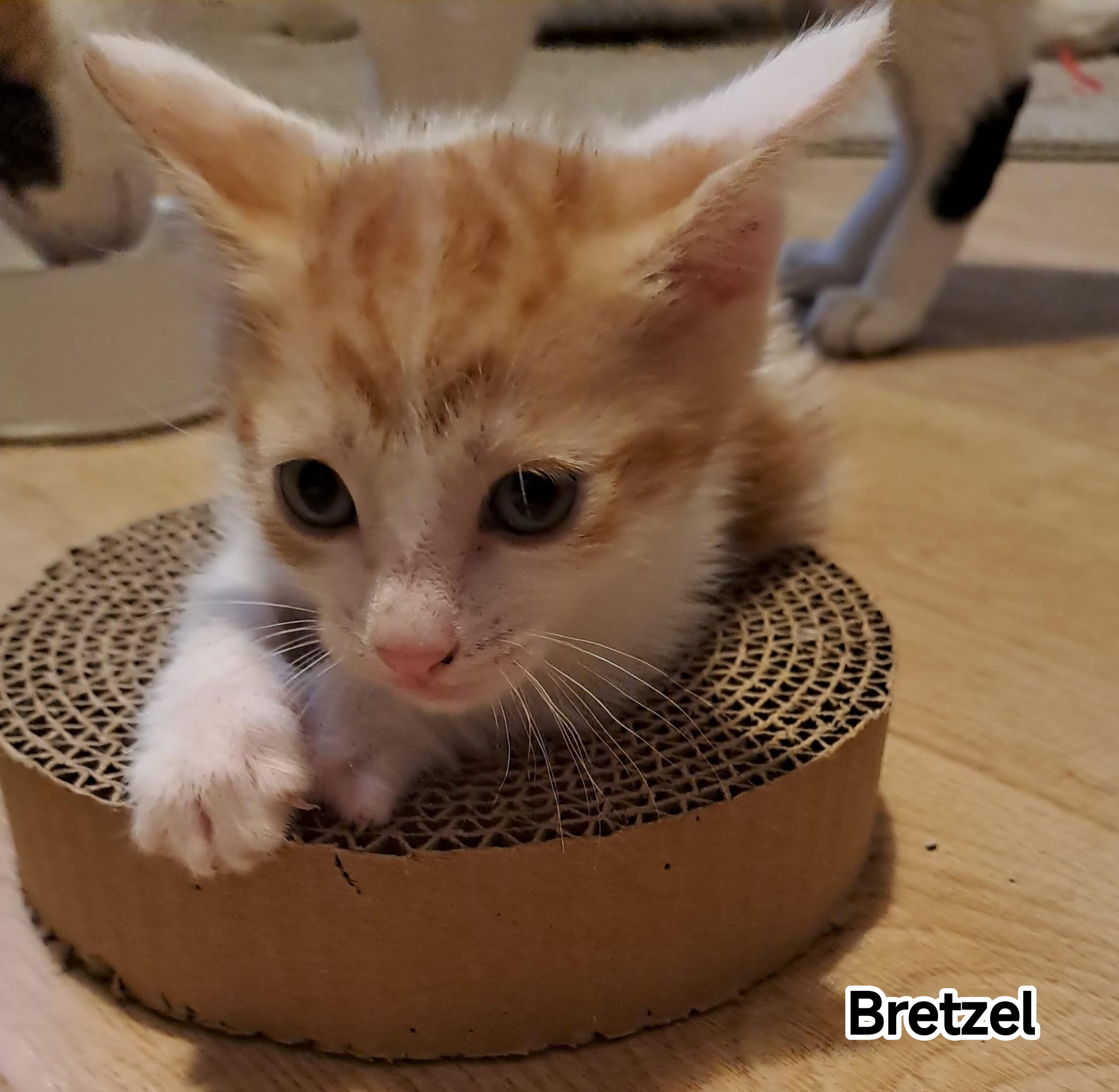 BRETZEL