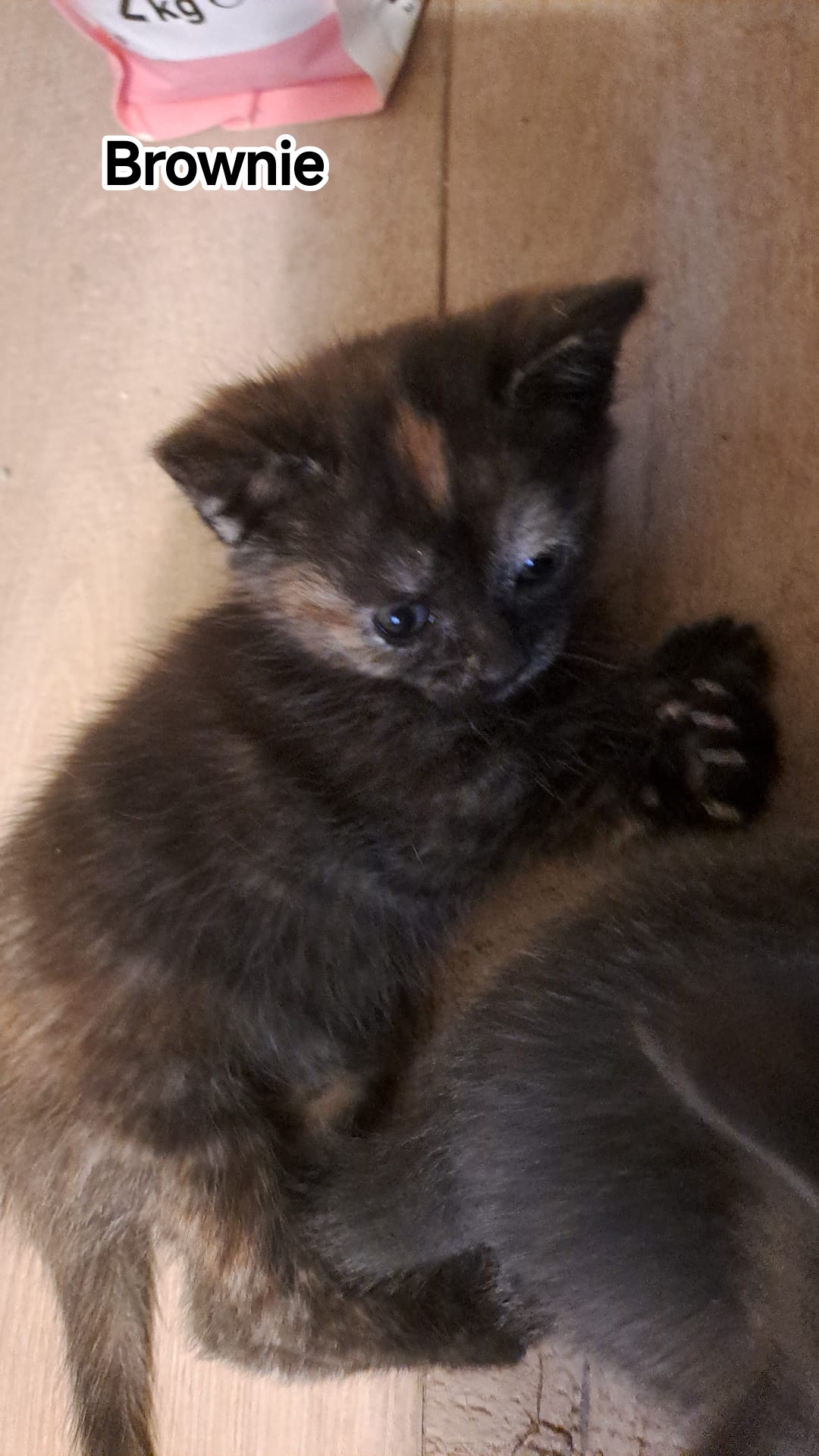 BROWNIE
