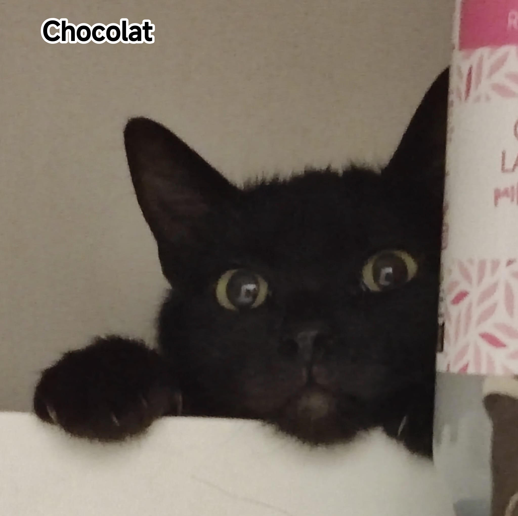 CHOCOLAT ZEYTIN