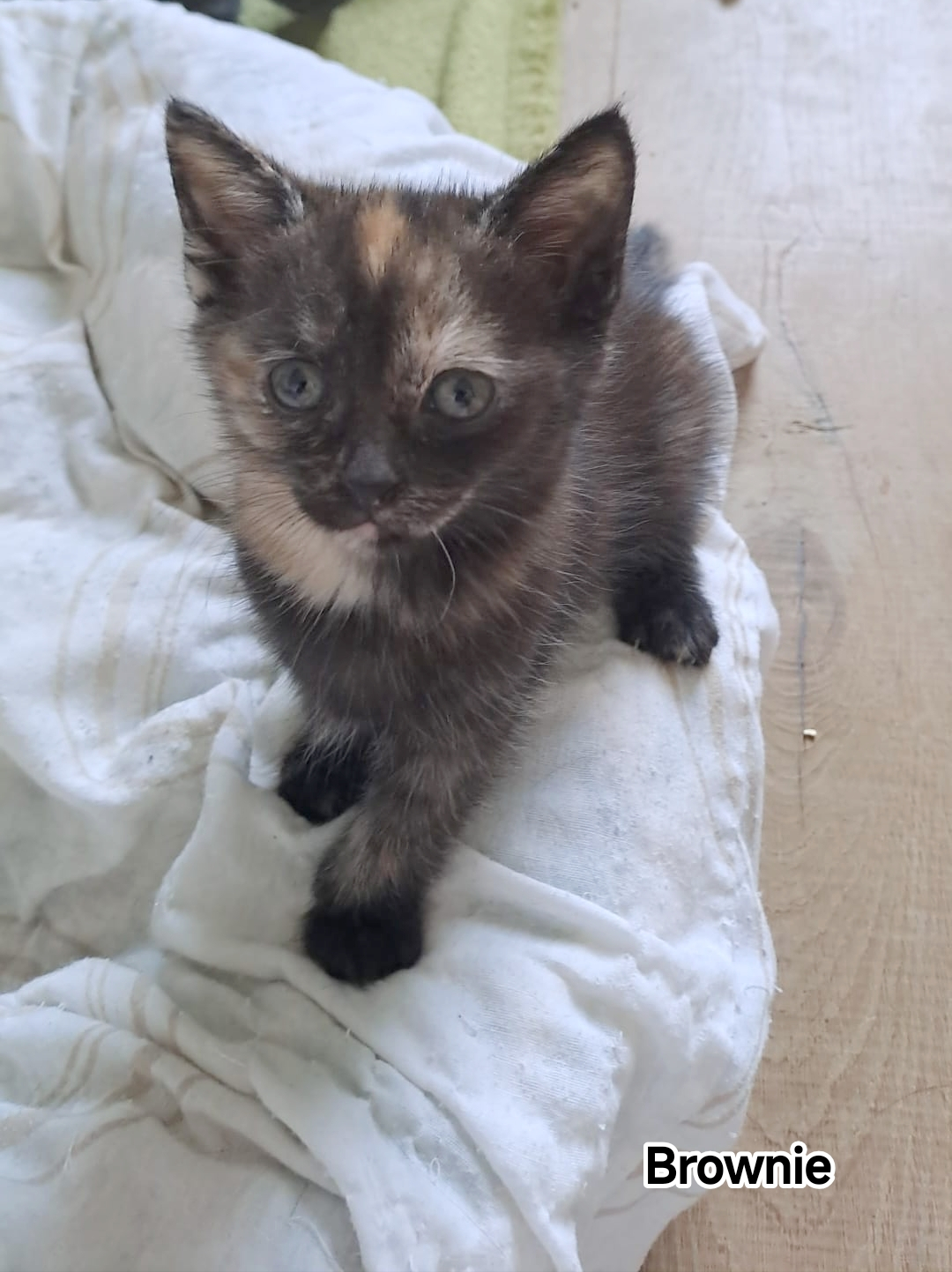BROWNIE