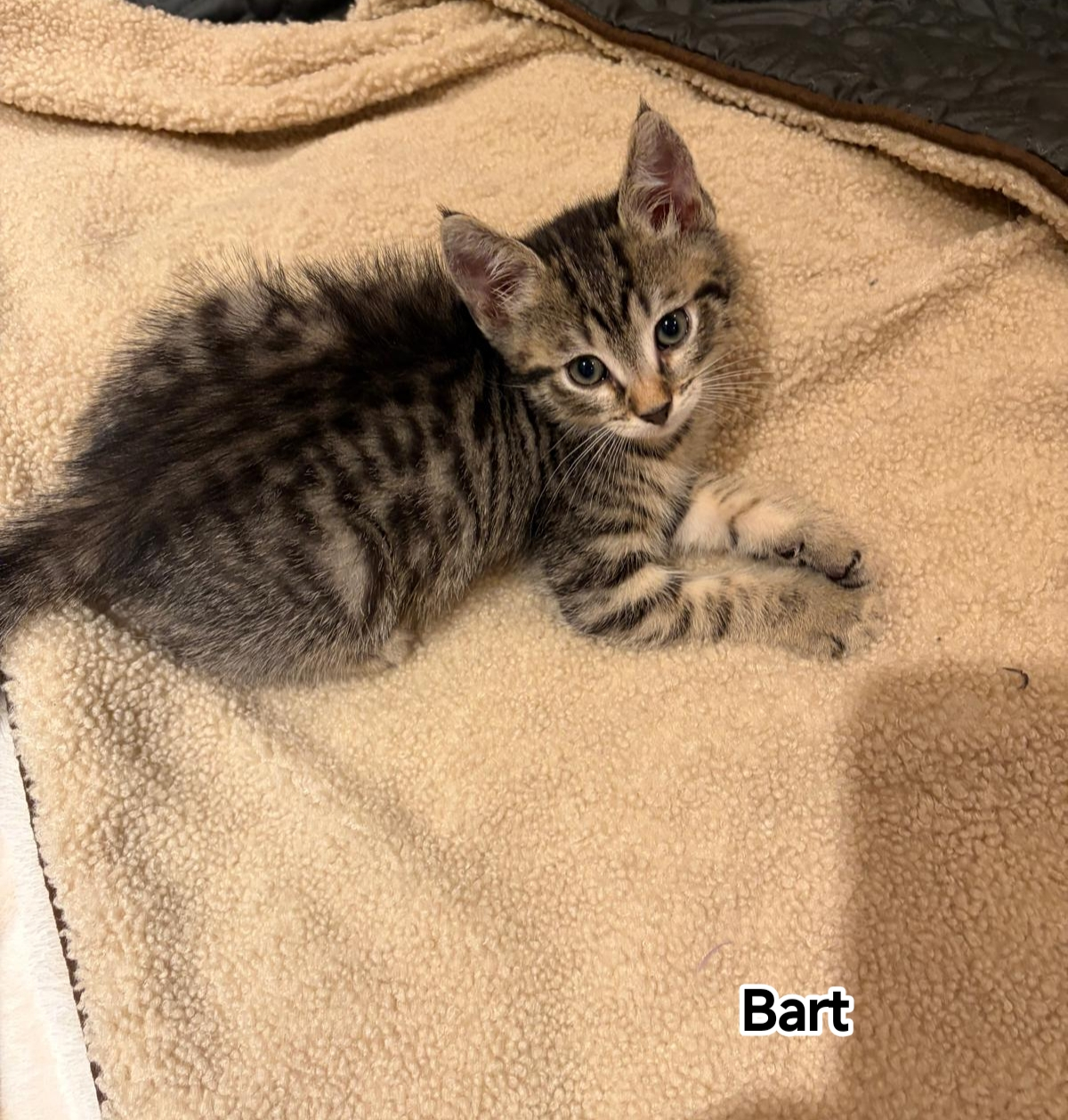 BART