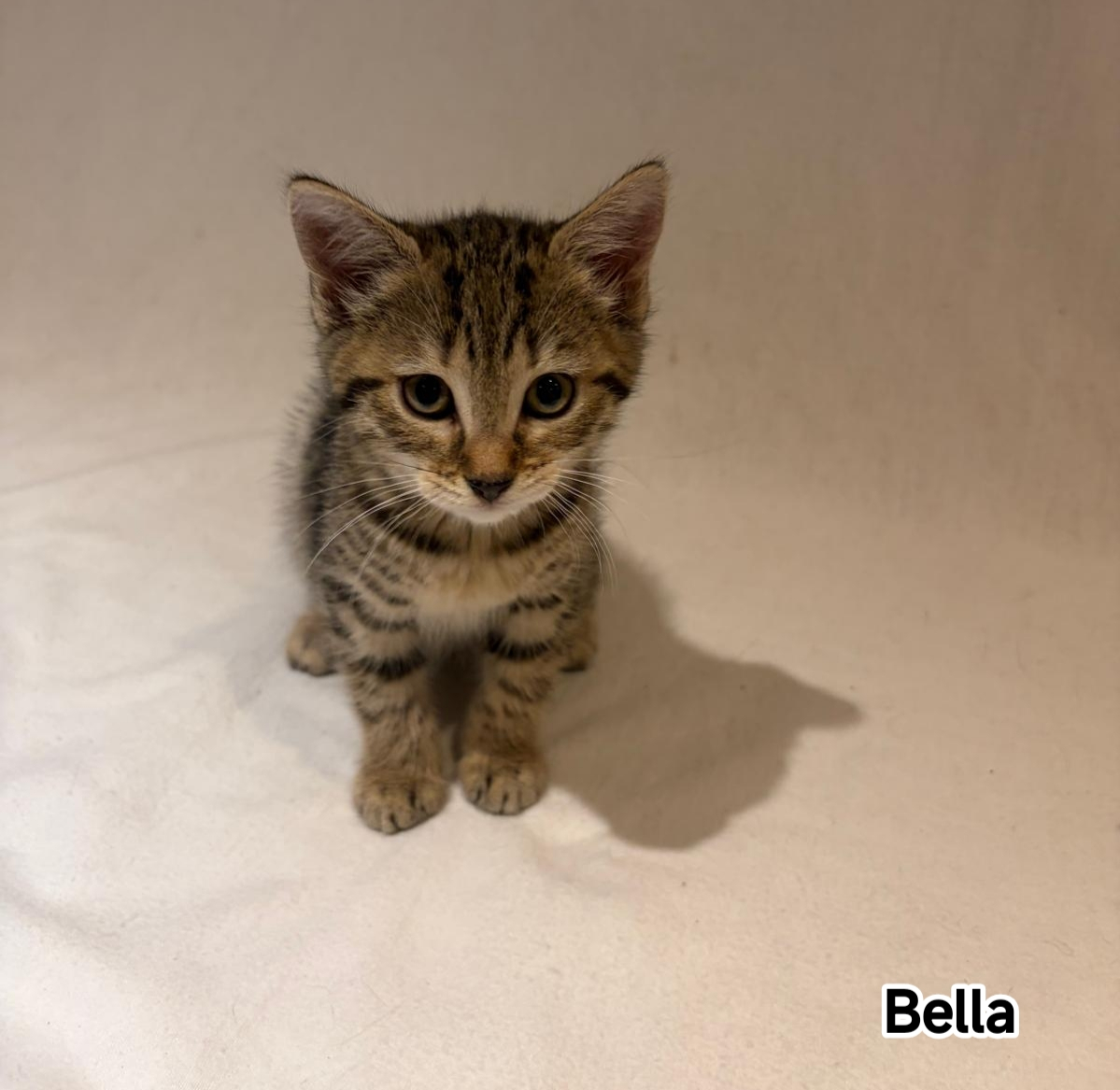 BELLA