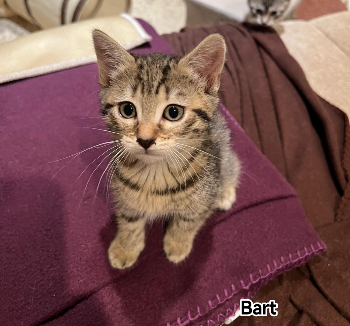 BART