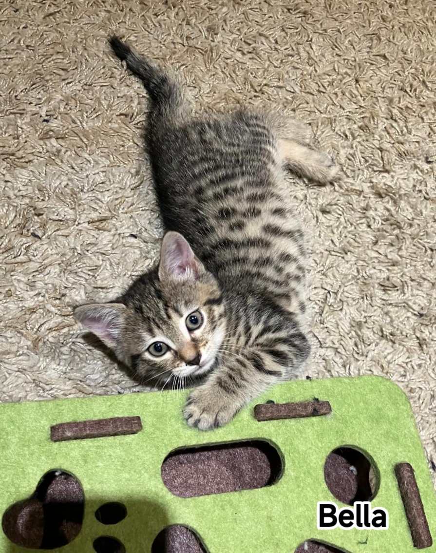 BELLA