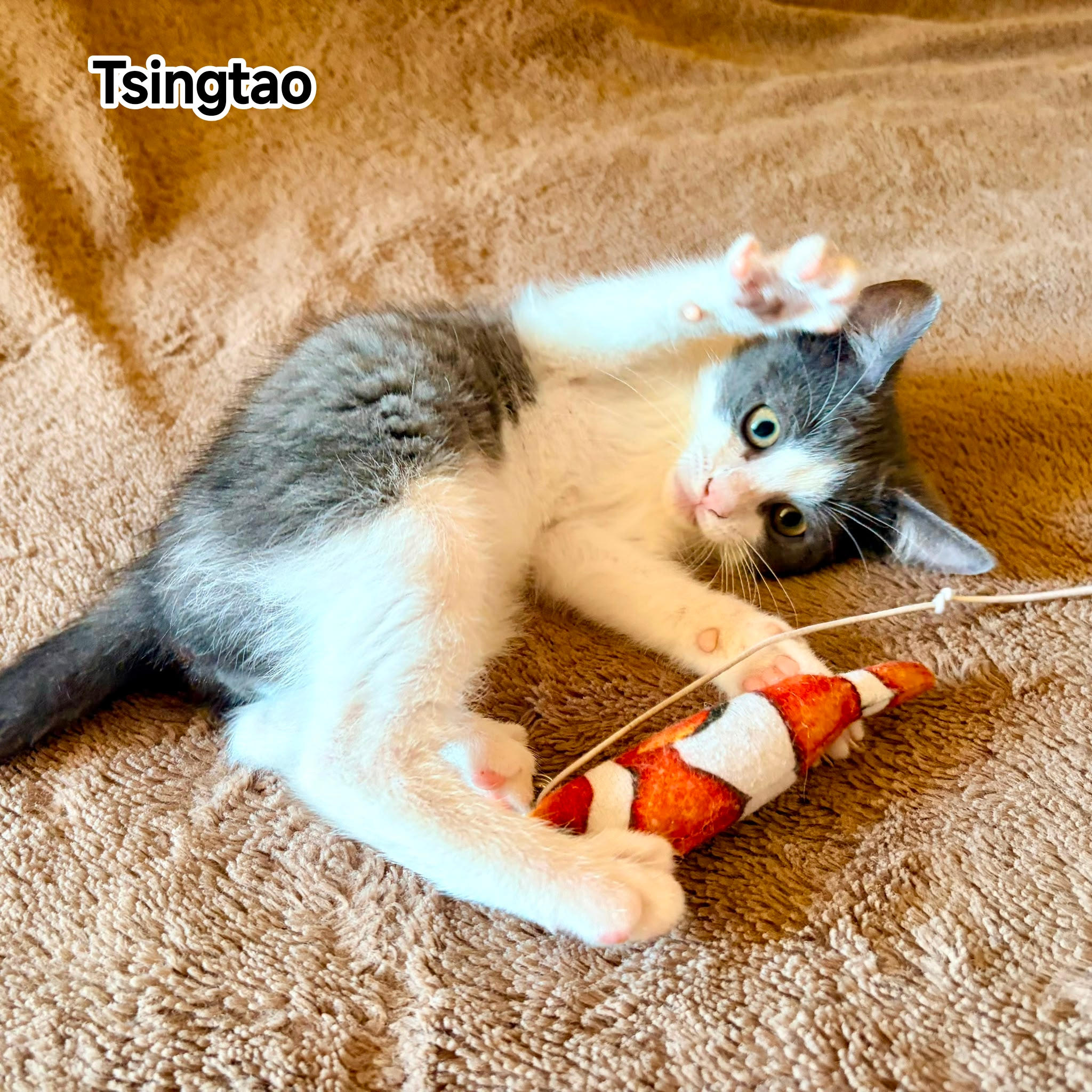 TSINGTAO