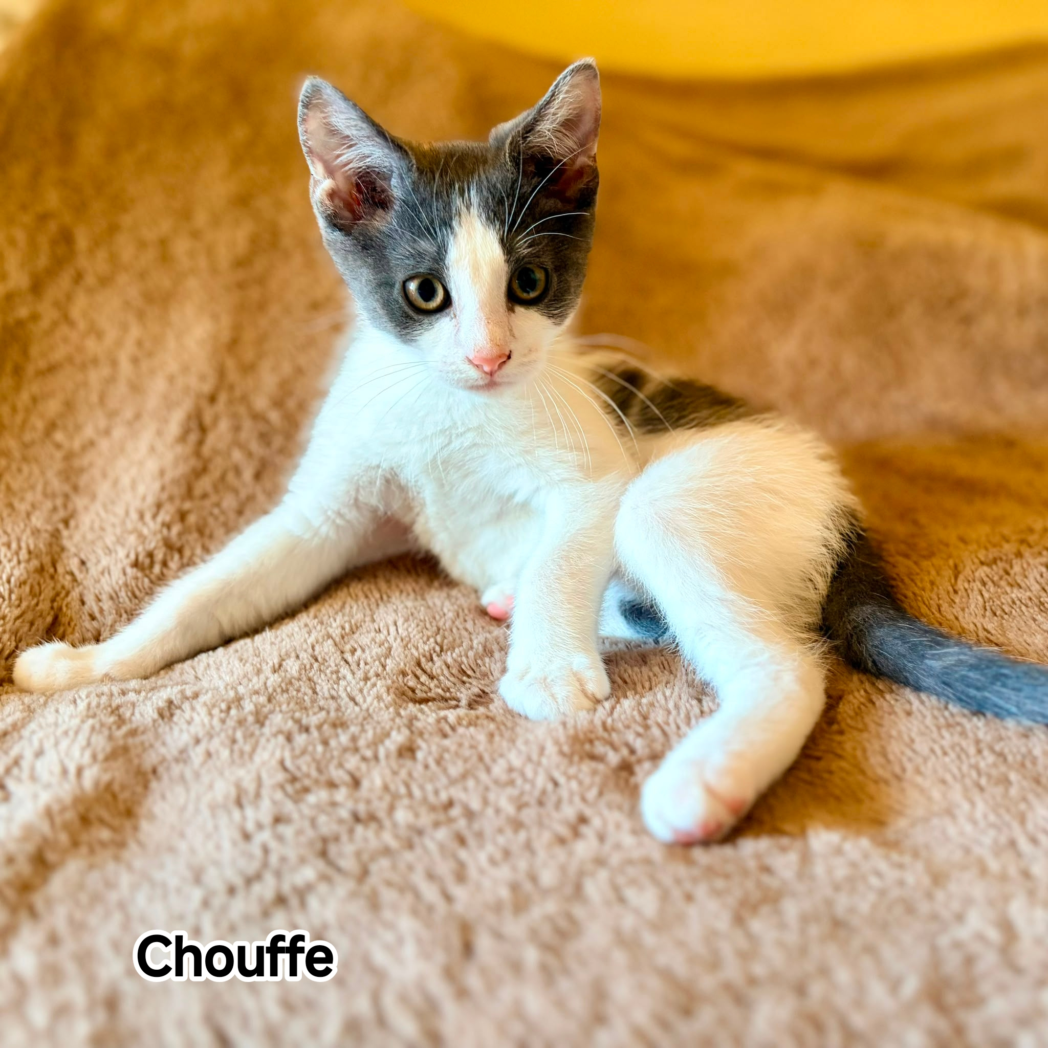 CHOUFFE