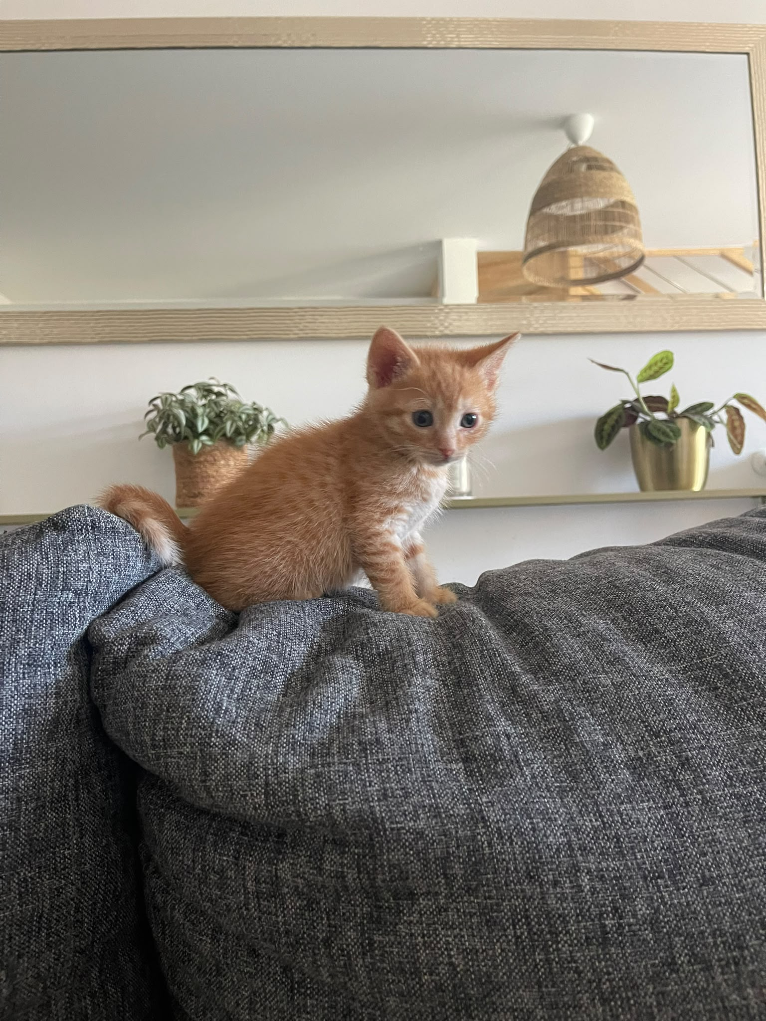 Biscuit