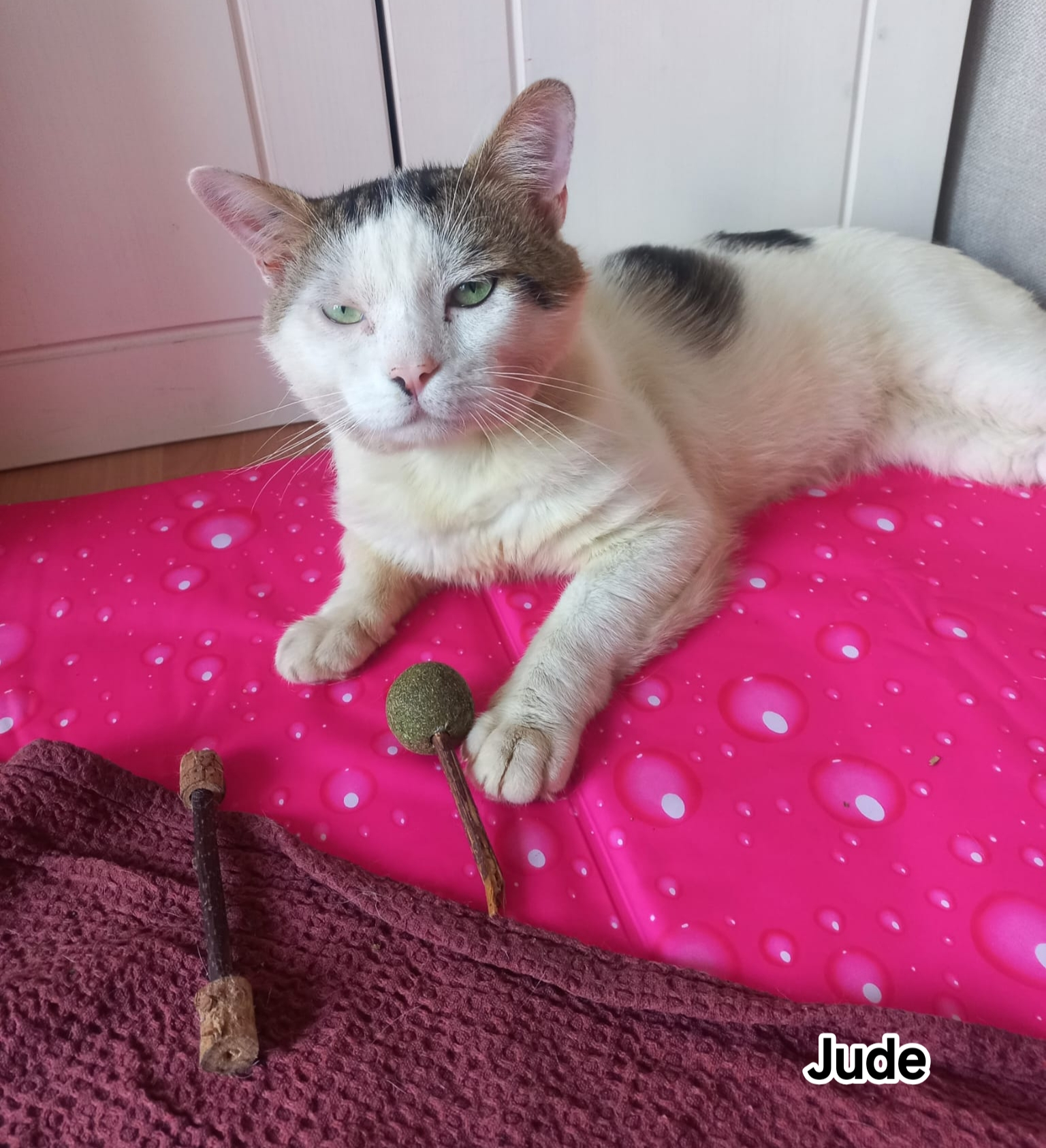 JUDE