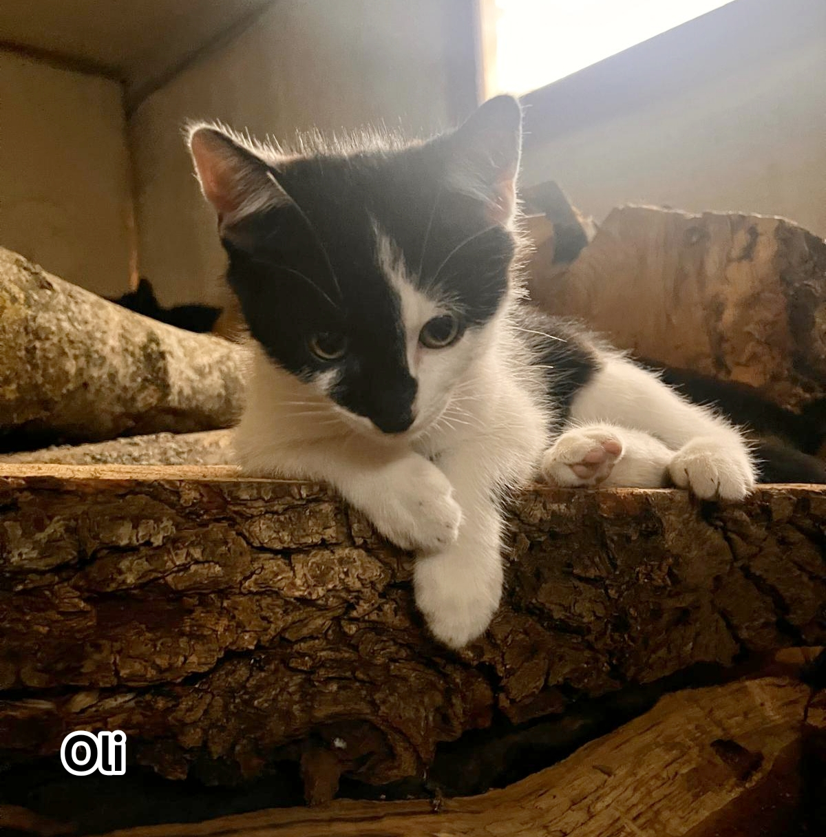 OLI