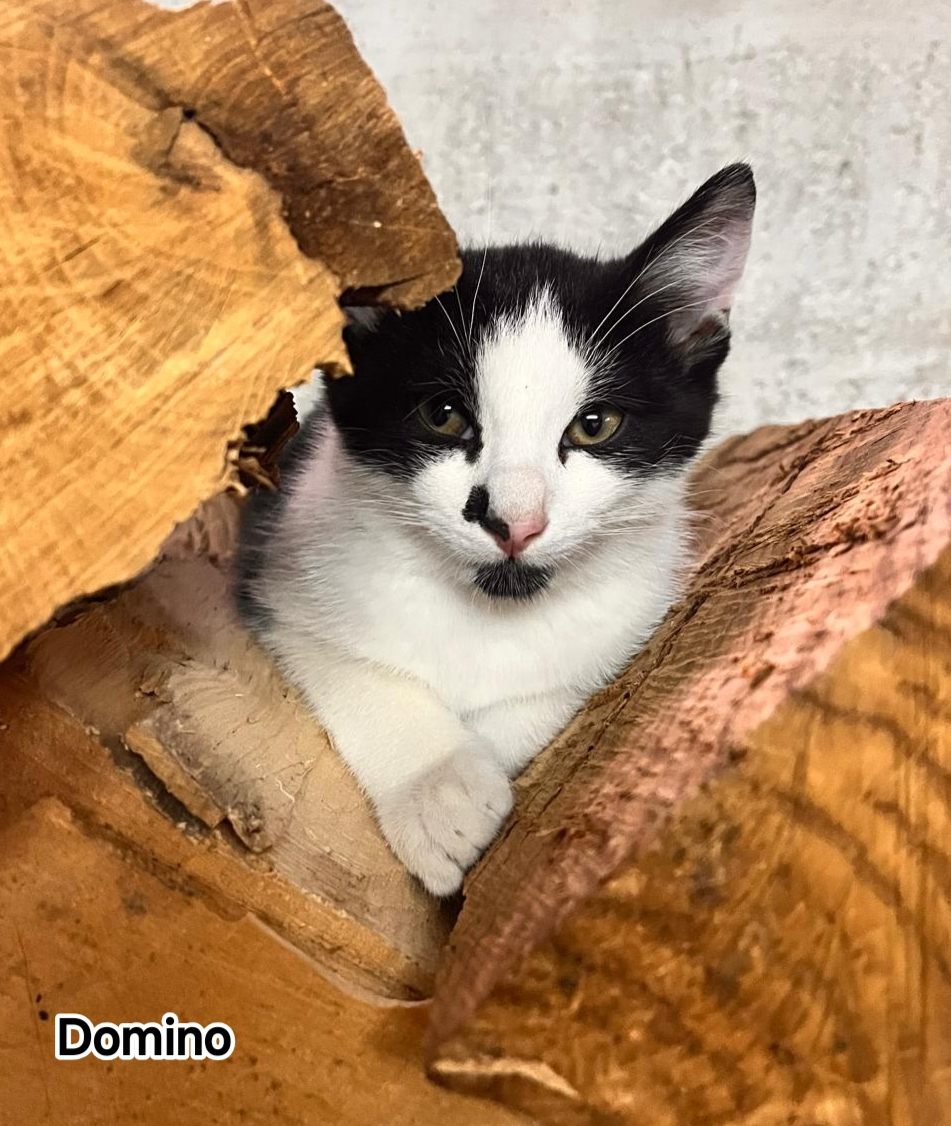 DOMINO