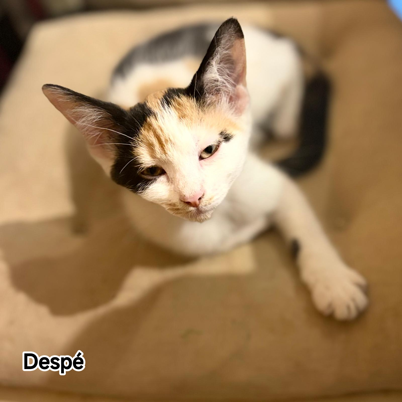 DESPE