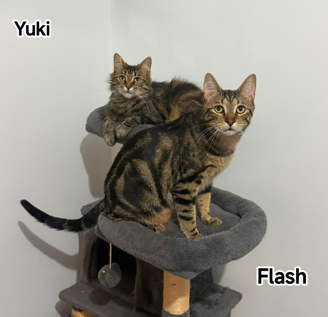 YUKI