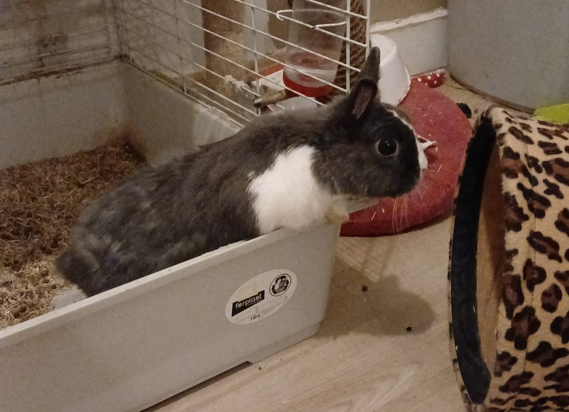 BUNNY