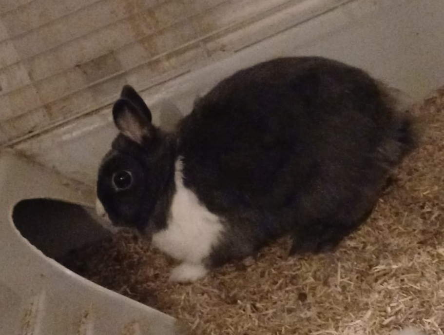 BUNNY