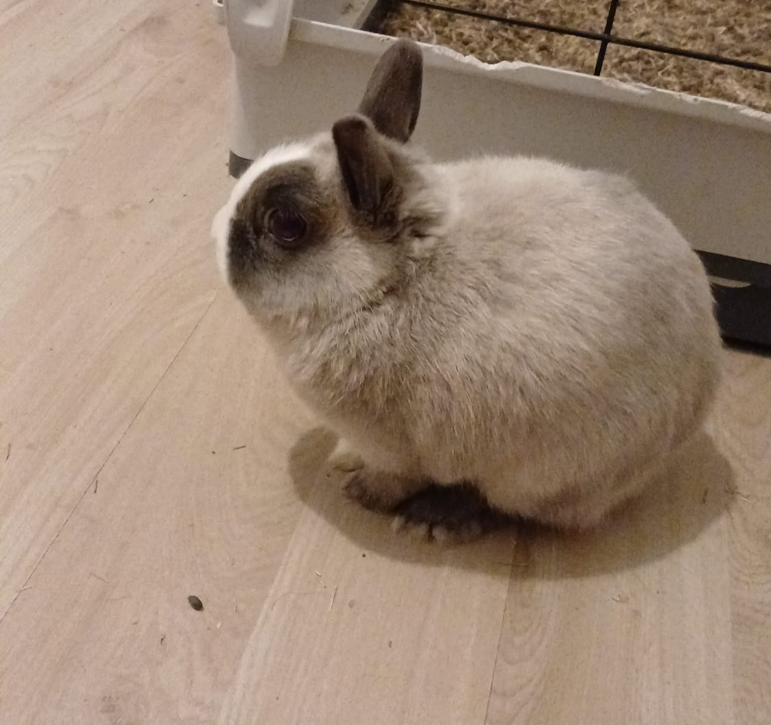 PANPAN