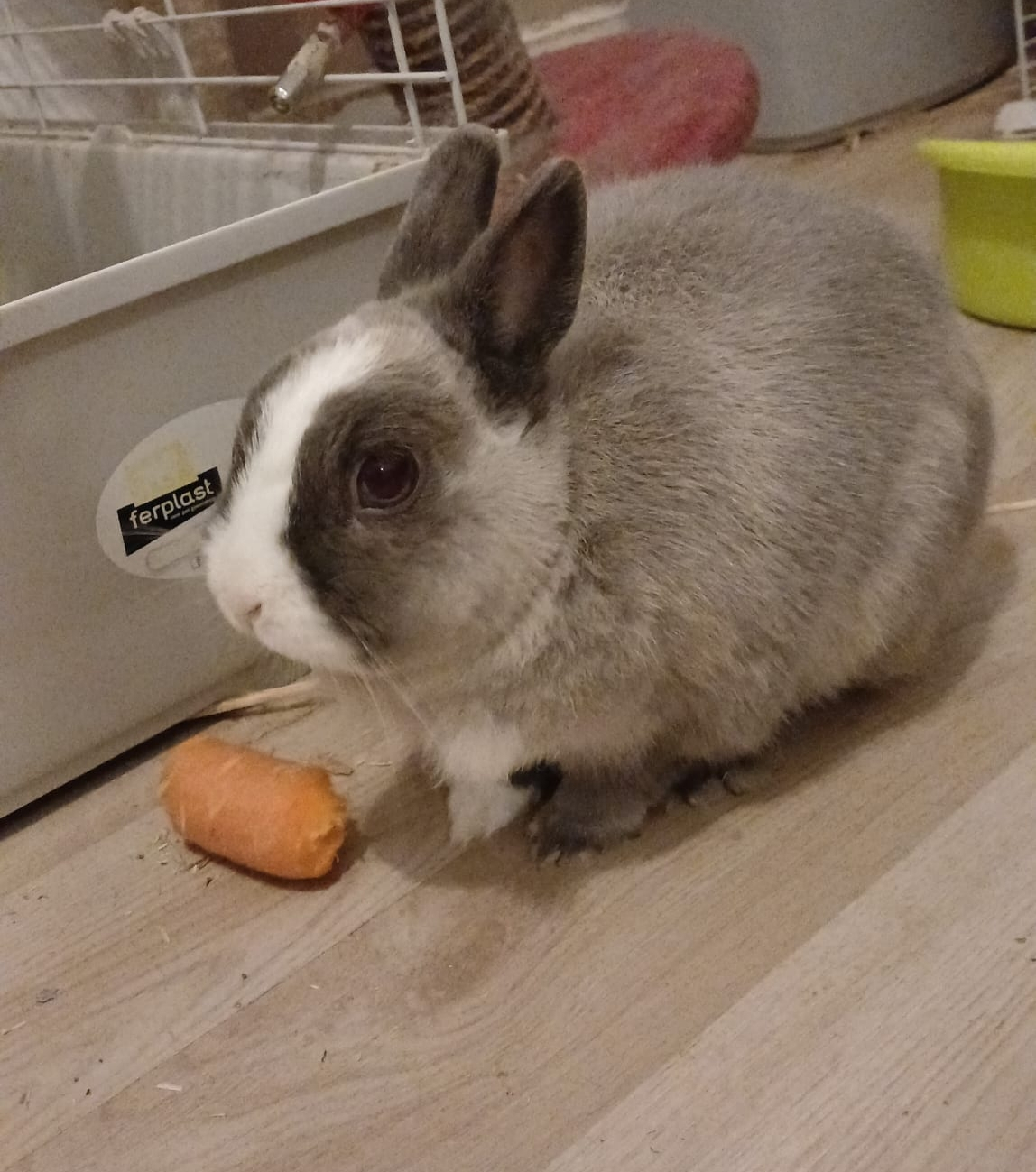 PANPAN