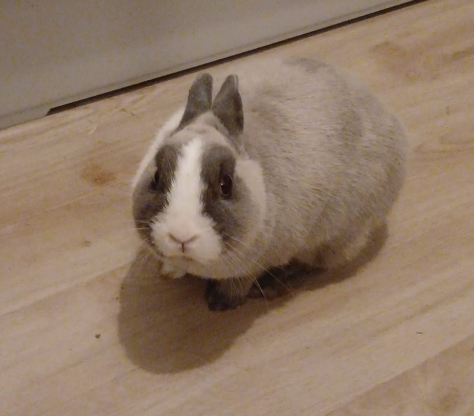 PANPAN