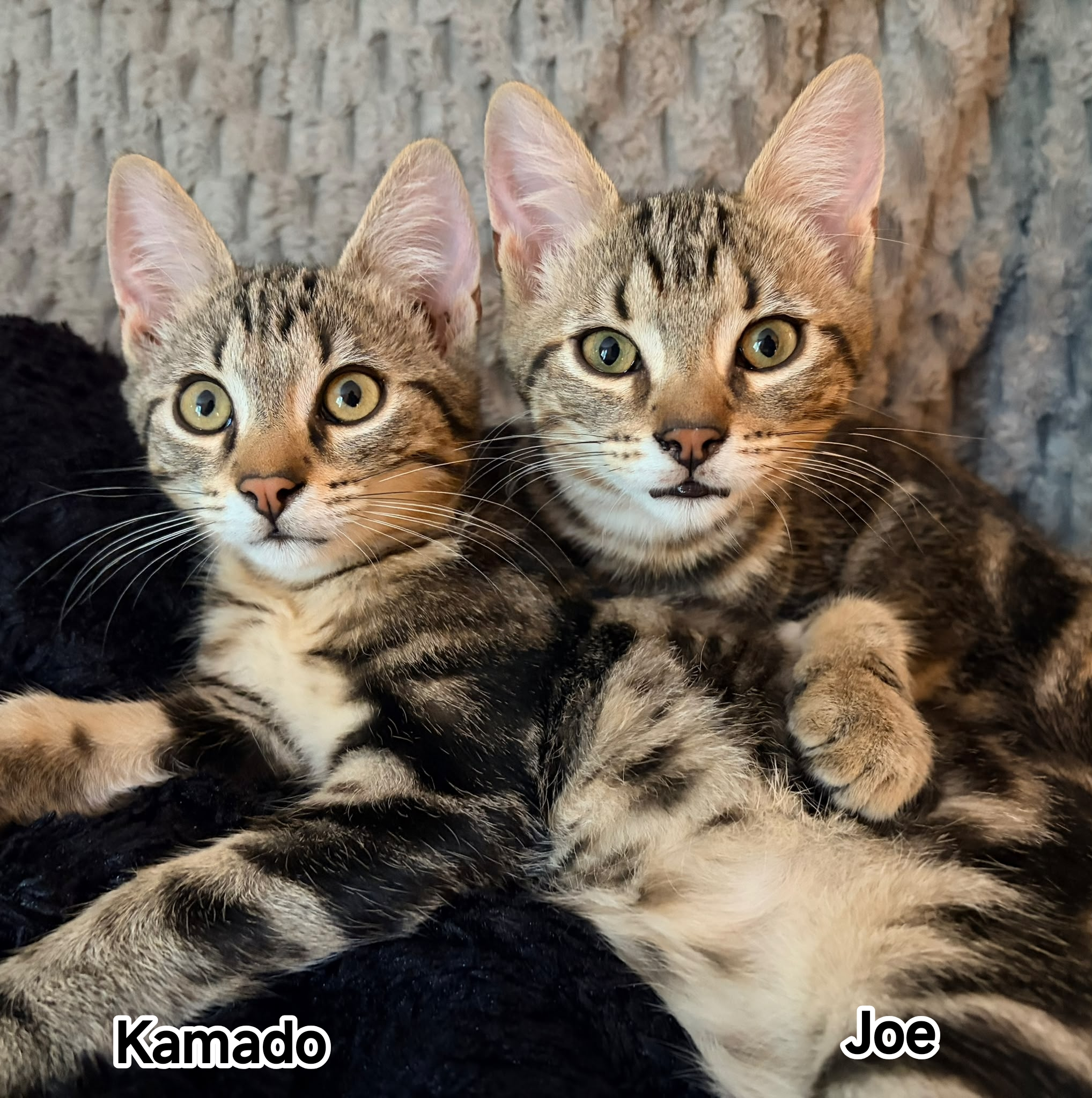 JOE