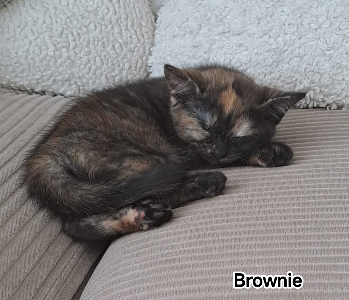 BROWNIE