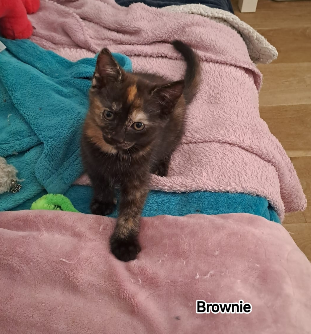 BROWNIE