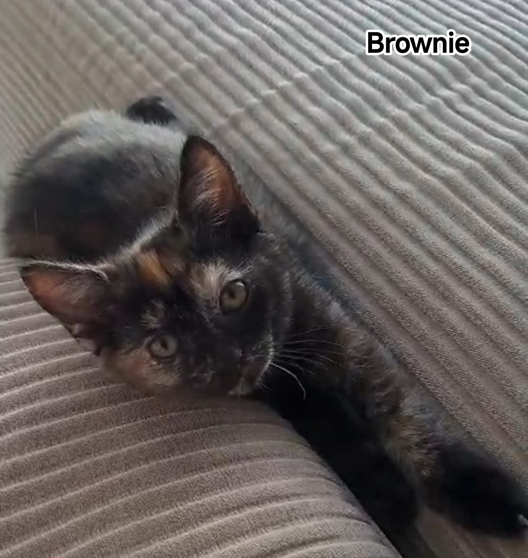 BROWNIE
